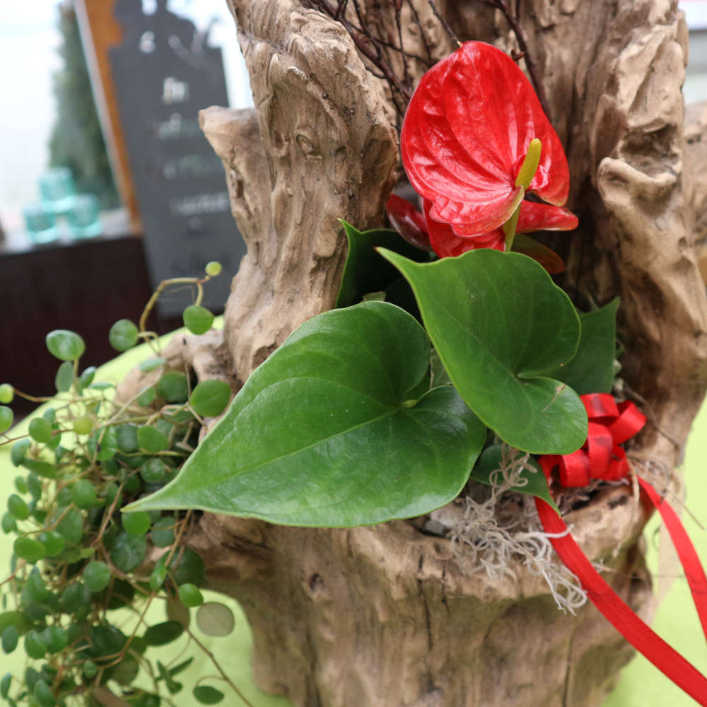 In einem alten Stück (Kunst)-Holz wächst eine farbenfrohe Flamingoblume.