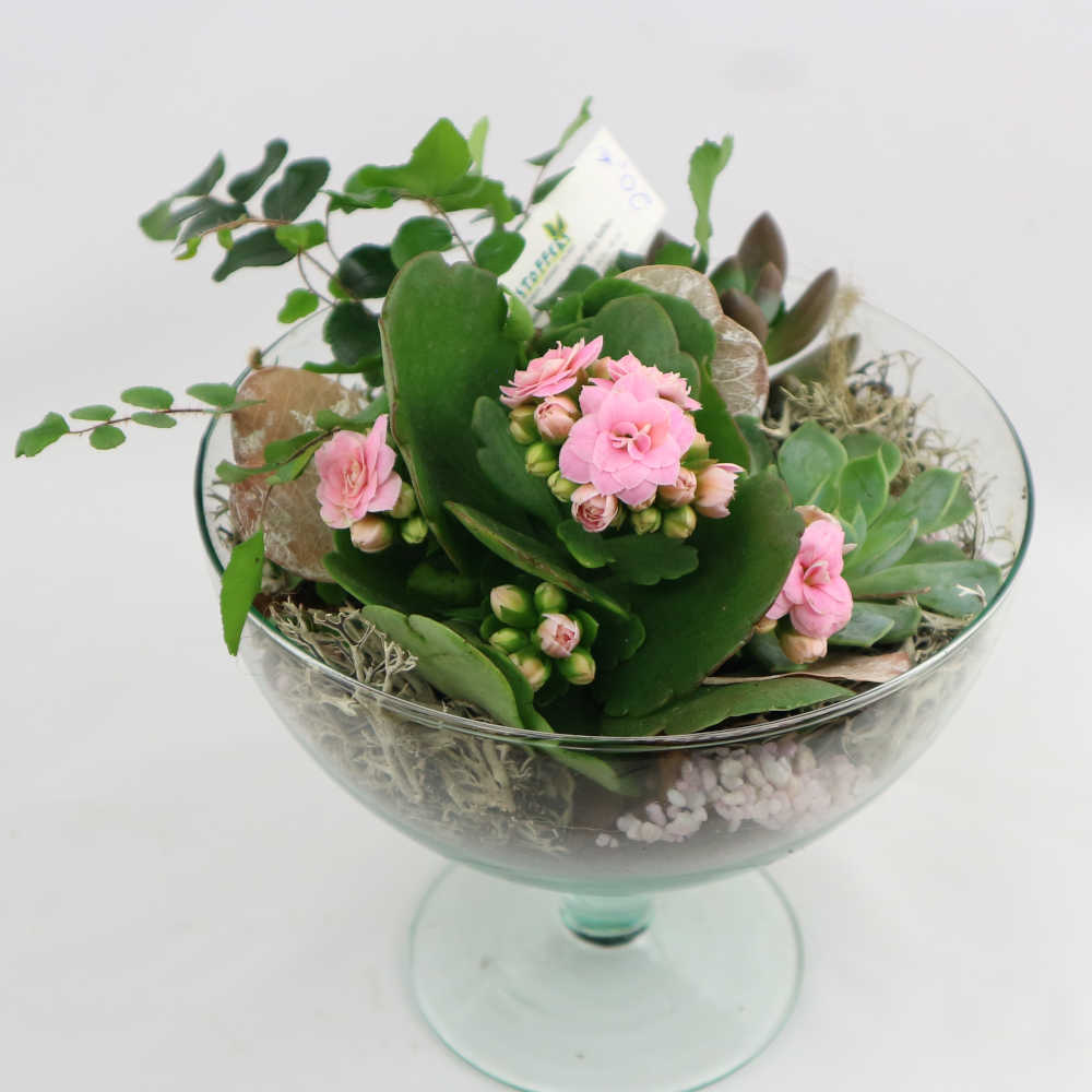  Dieses elegante Glasgefäß wurde mit Kalanchoe und weiteren Sukkulenten sowie Farn bepflanzt. 
