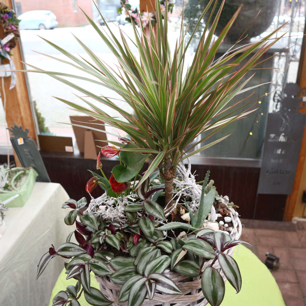 Drachenbaum, Flamingoblume sowie Aloe in einem dreibeinigen Flechtkorb.