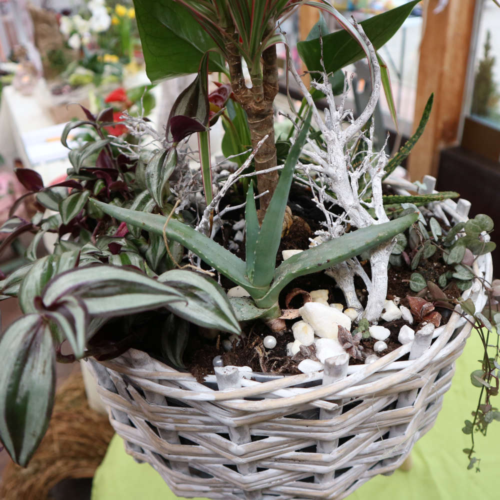 Drachenbaum, Flamingoblume sowie Aloe in einem dreibeinigen Flechtkorb.