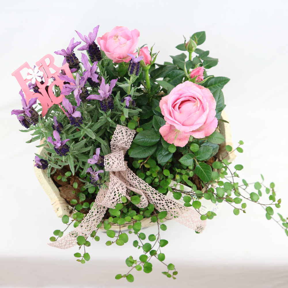  Dieser schöne Flechtkorb wurde mit rosa Rosen, lila Lavendel und Mühlenbeckia bepflanzt und mit einem Stecker 
