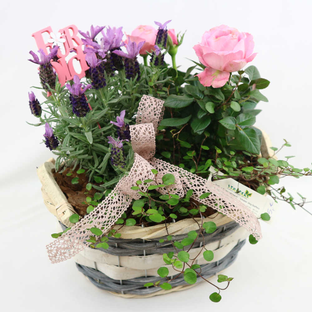 Dieser schöne Flechtkorb wurde mit rosa Rosen, lila Lavendel und Mühlenbeckia bepflanzt und mit einem Stecker 